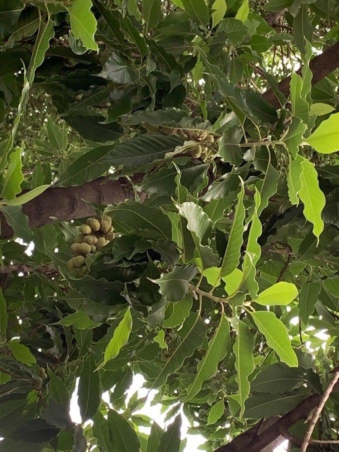 Magnolia champaca 5