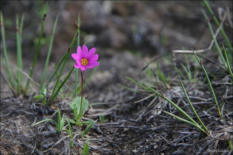 Primula cuneifolia 3