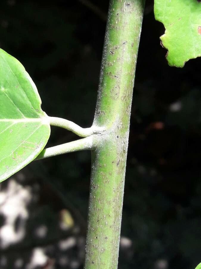 Dalbergia ecastaphyllum 16