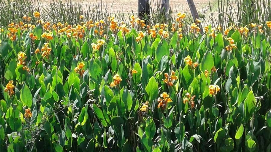 Canna glauca 11