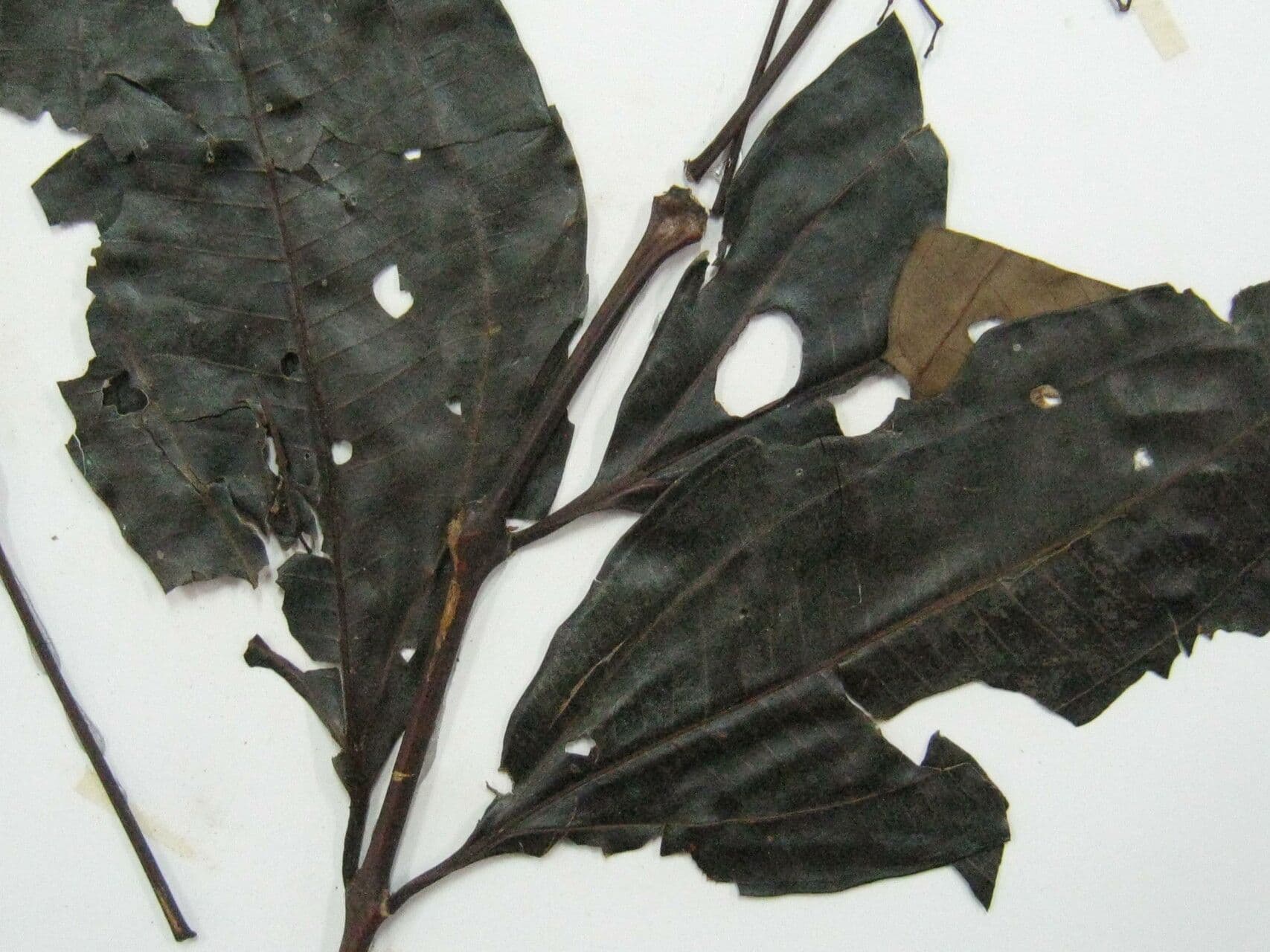 Miconia 4