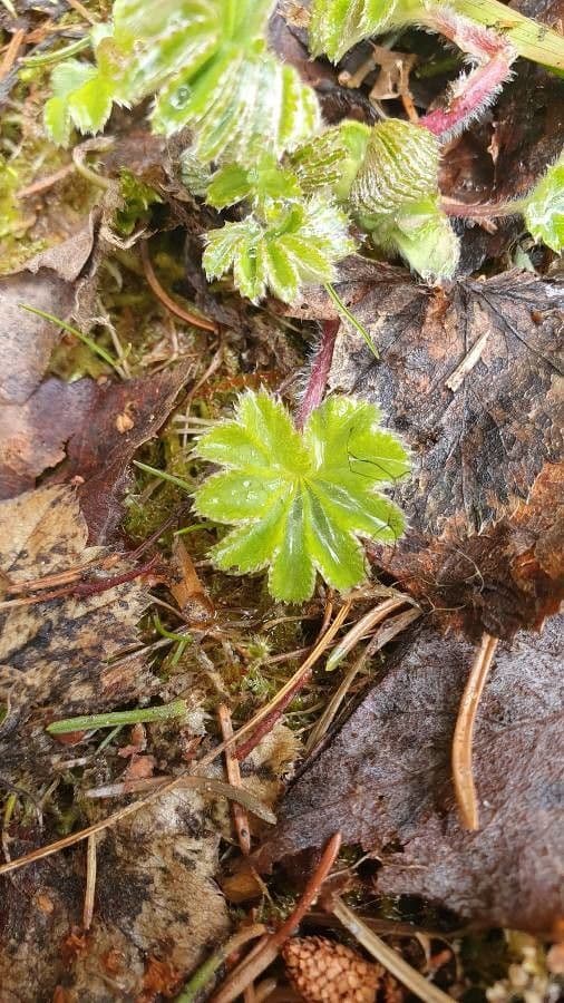 Alchemilla pelosa 13