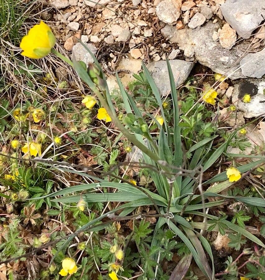 Ranunculus gramineus 18