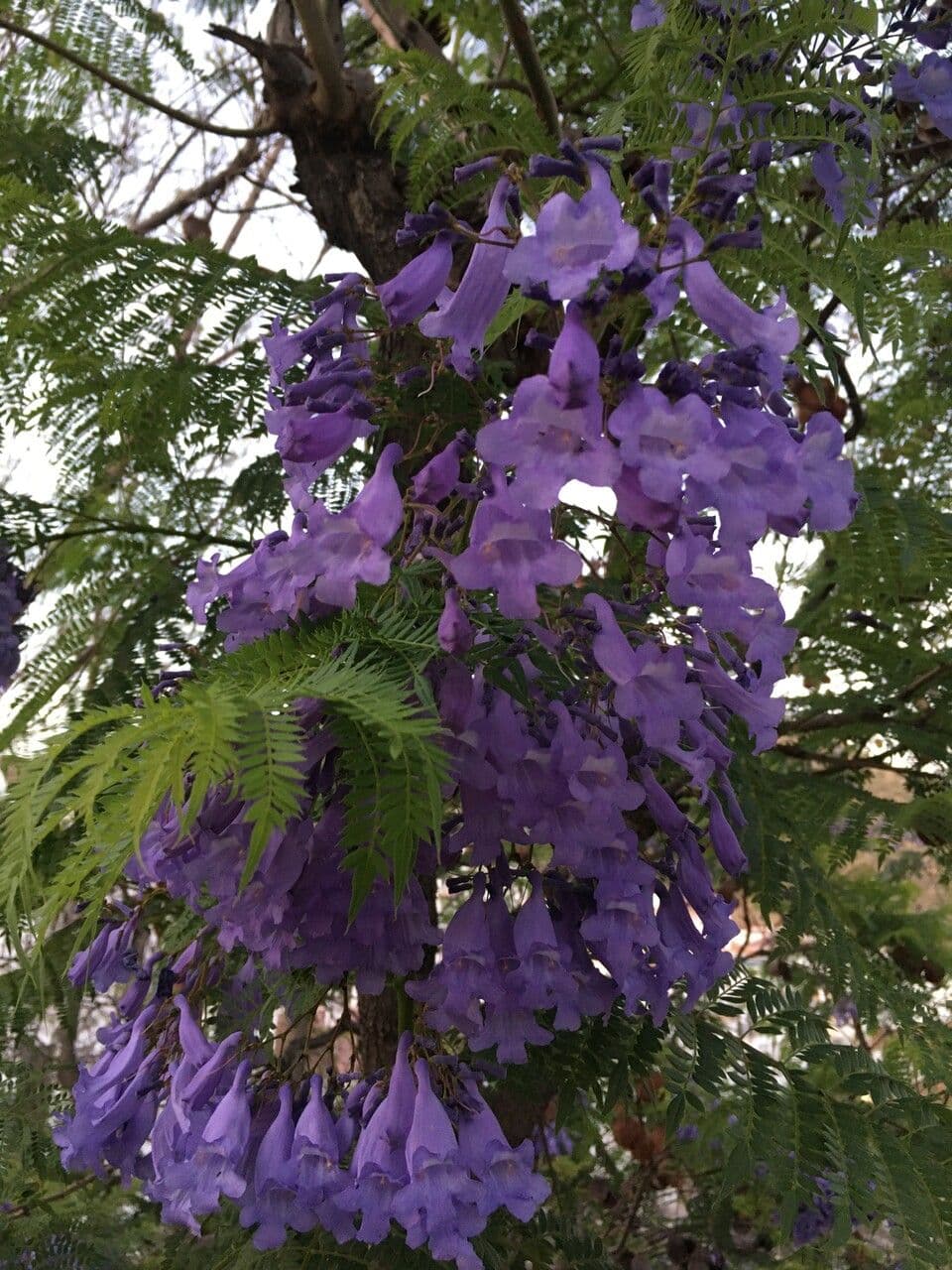 Jacaranda 9