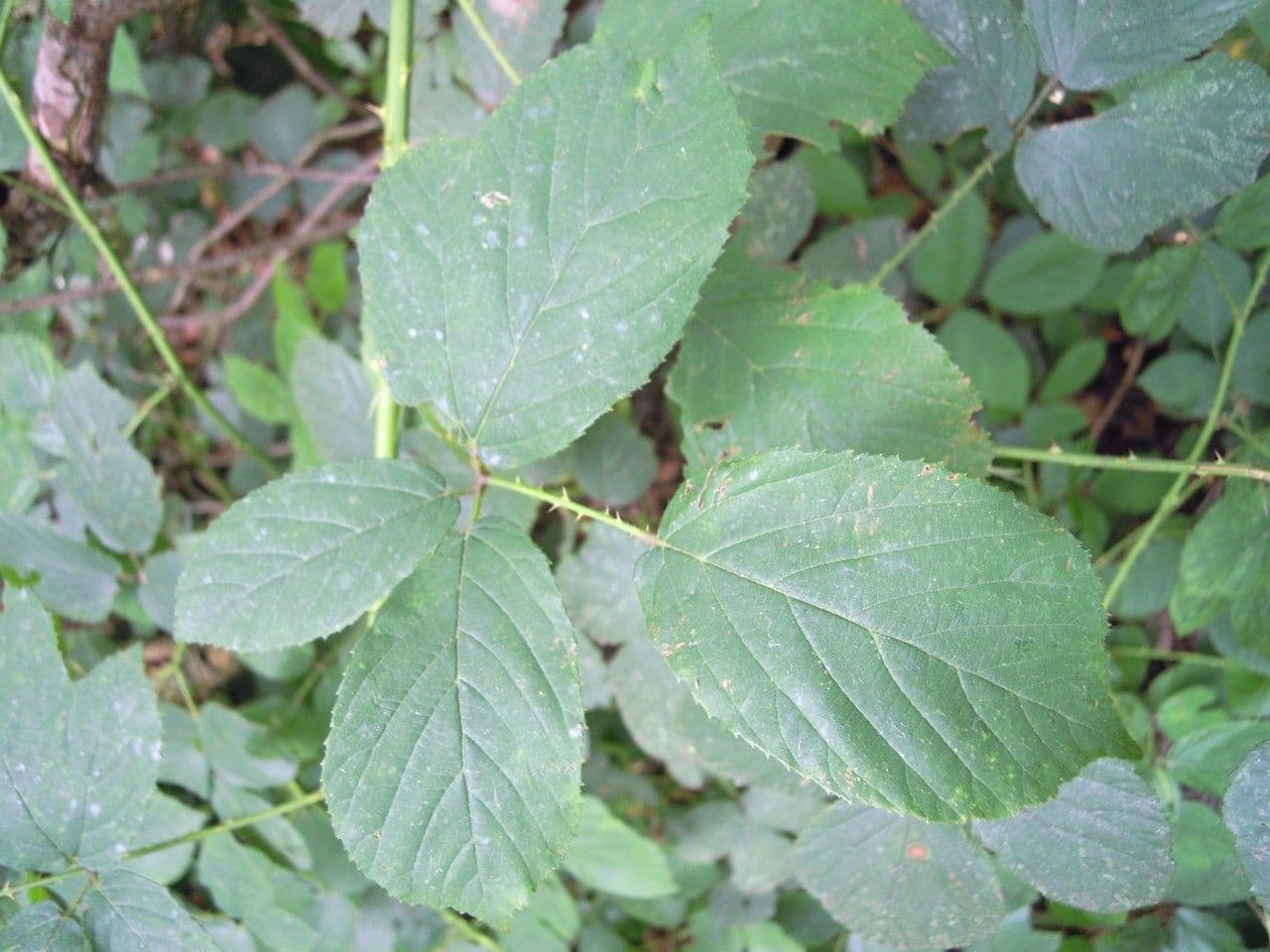 Brown-stemmed bramble 4