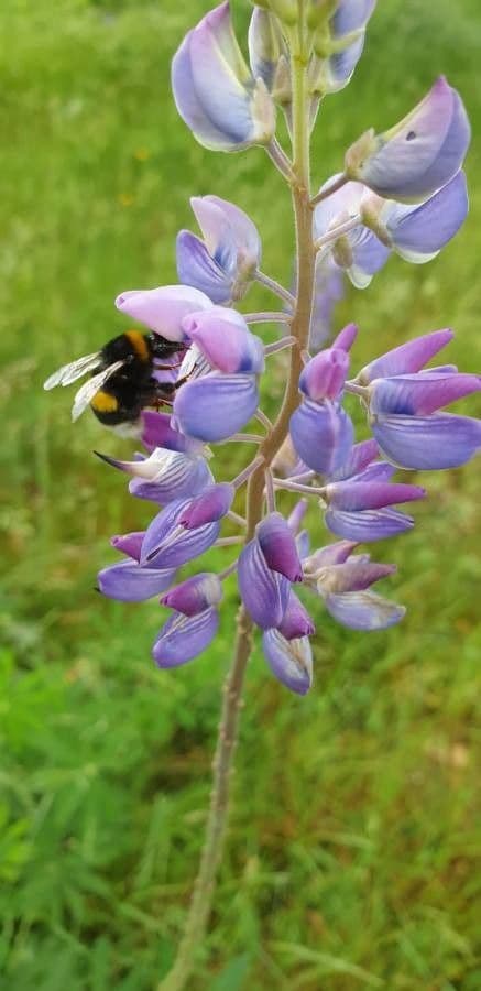 Nootka-Lupine 5