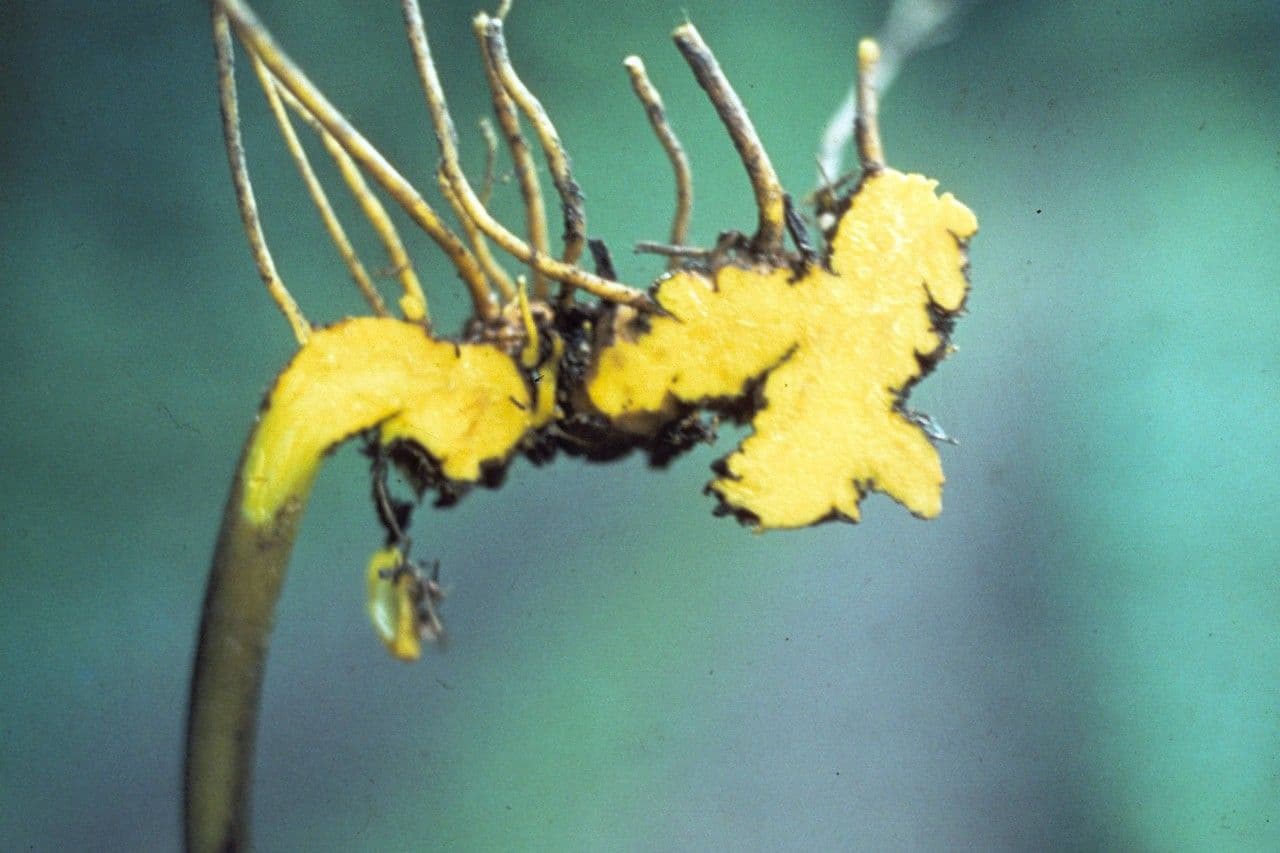 Xanthorhiza 6