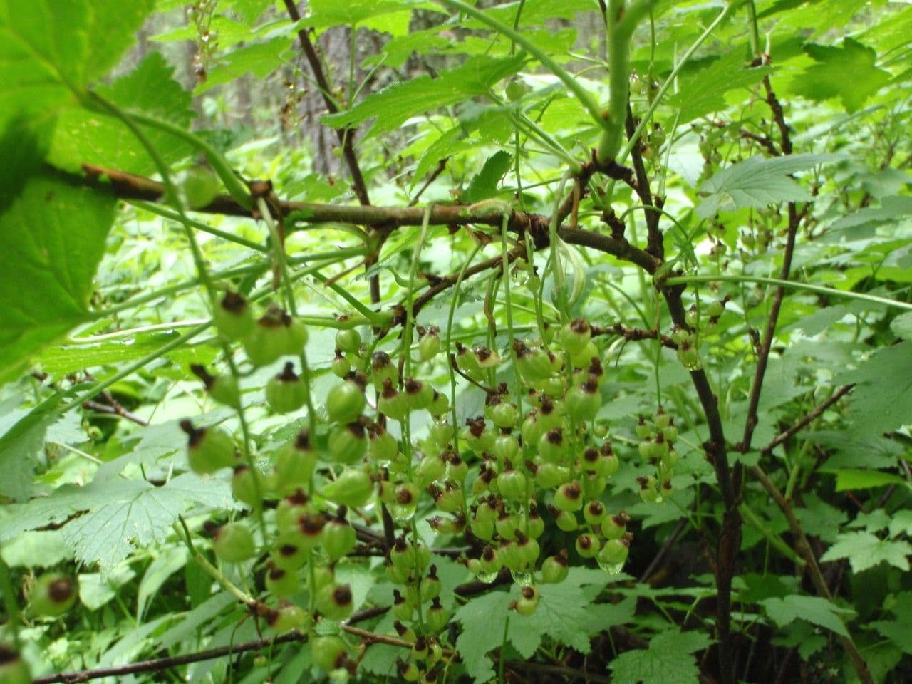 Ribes petraeum 3