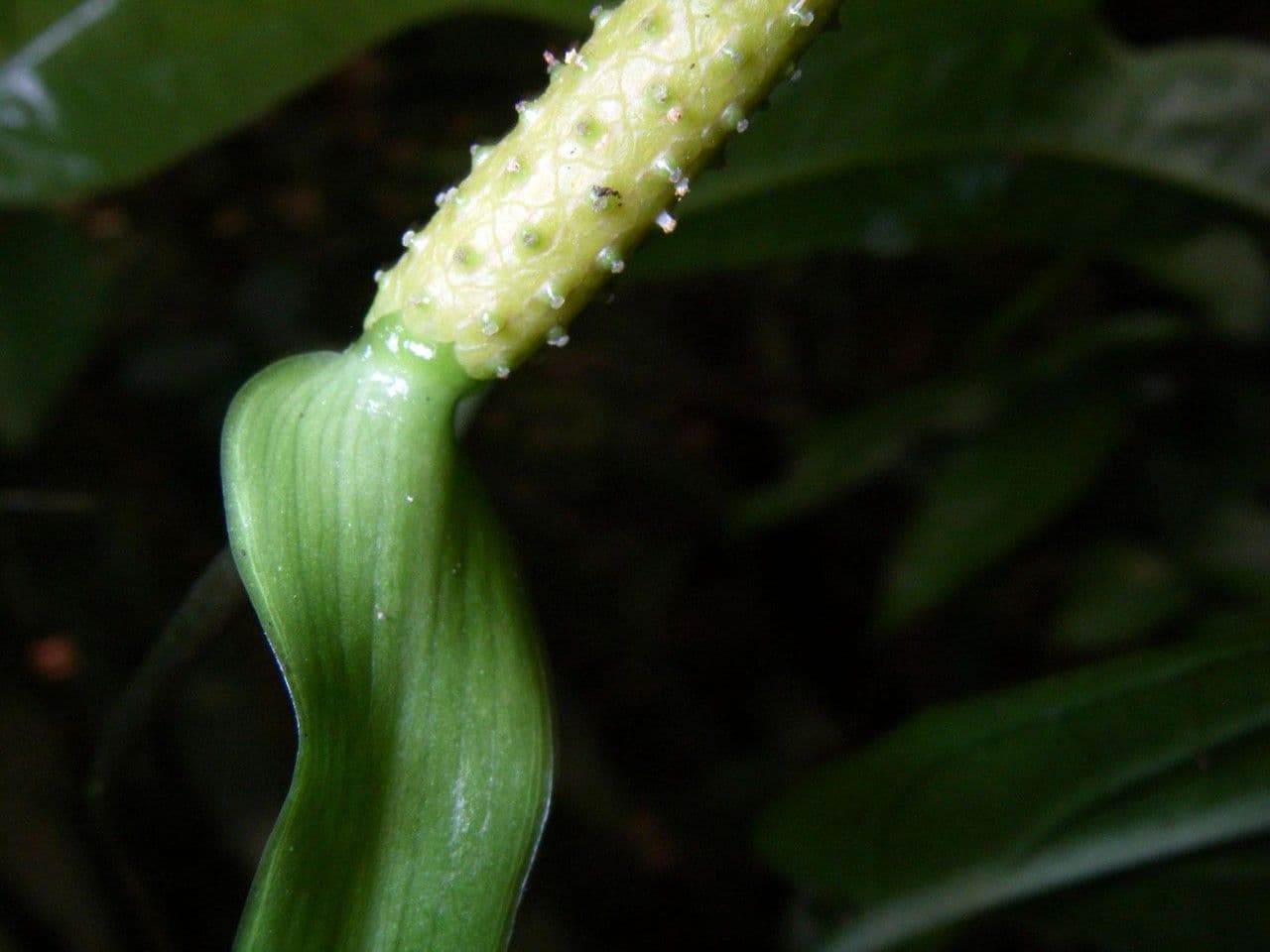 Anthurium 12