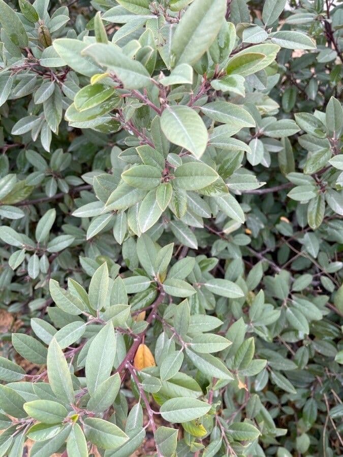 Xylococcus 19