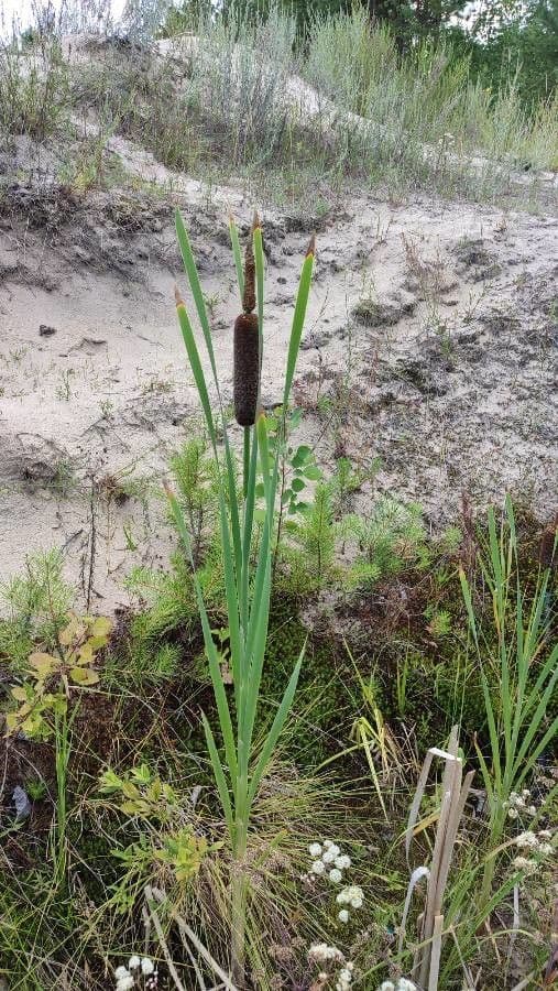 Cattail