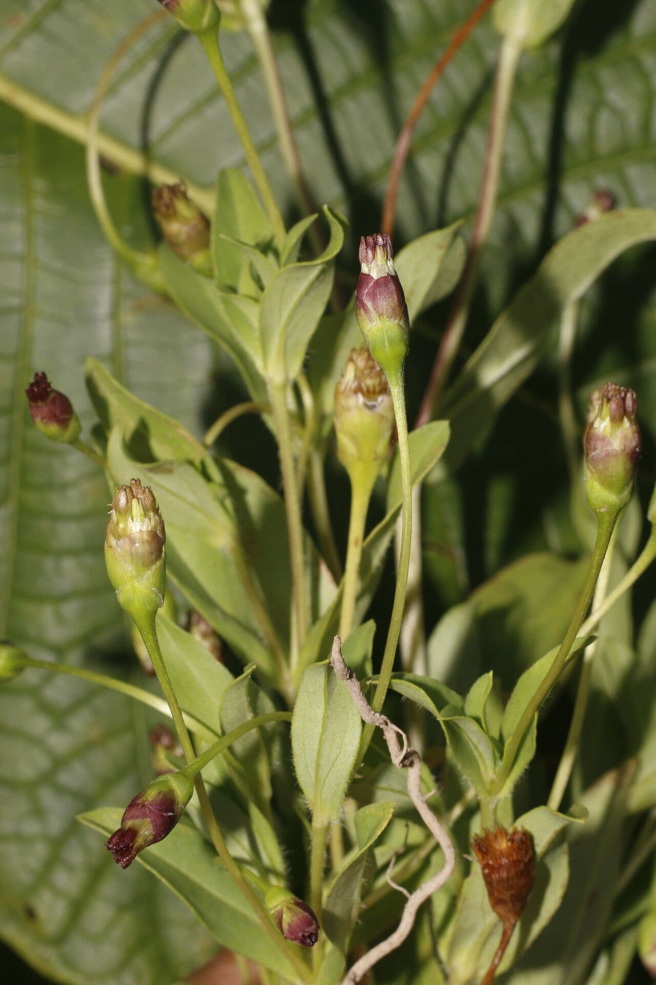 Espejoa 7