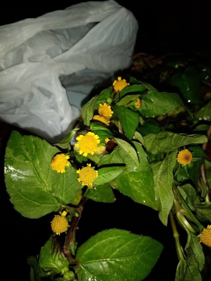 Acmella paniculata 5