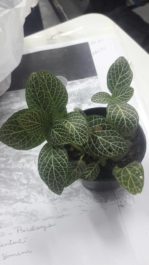 Fittonia 24
