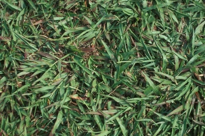 Paspalum setaceum 2