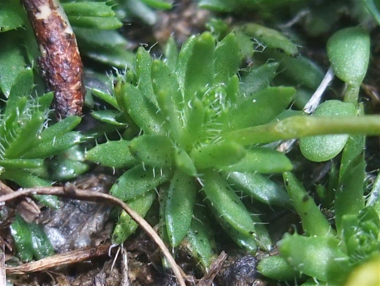 Draba aizoides 18