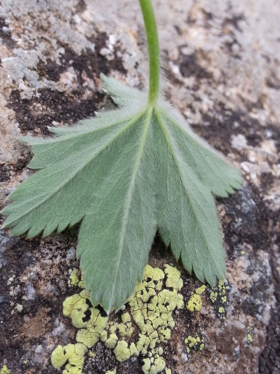Alchemilla 14