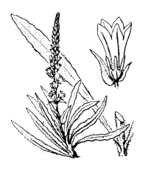 Campanula spigata 23