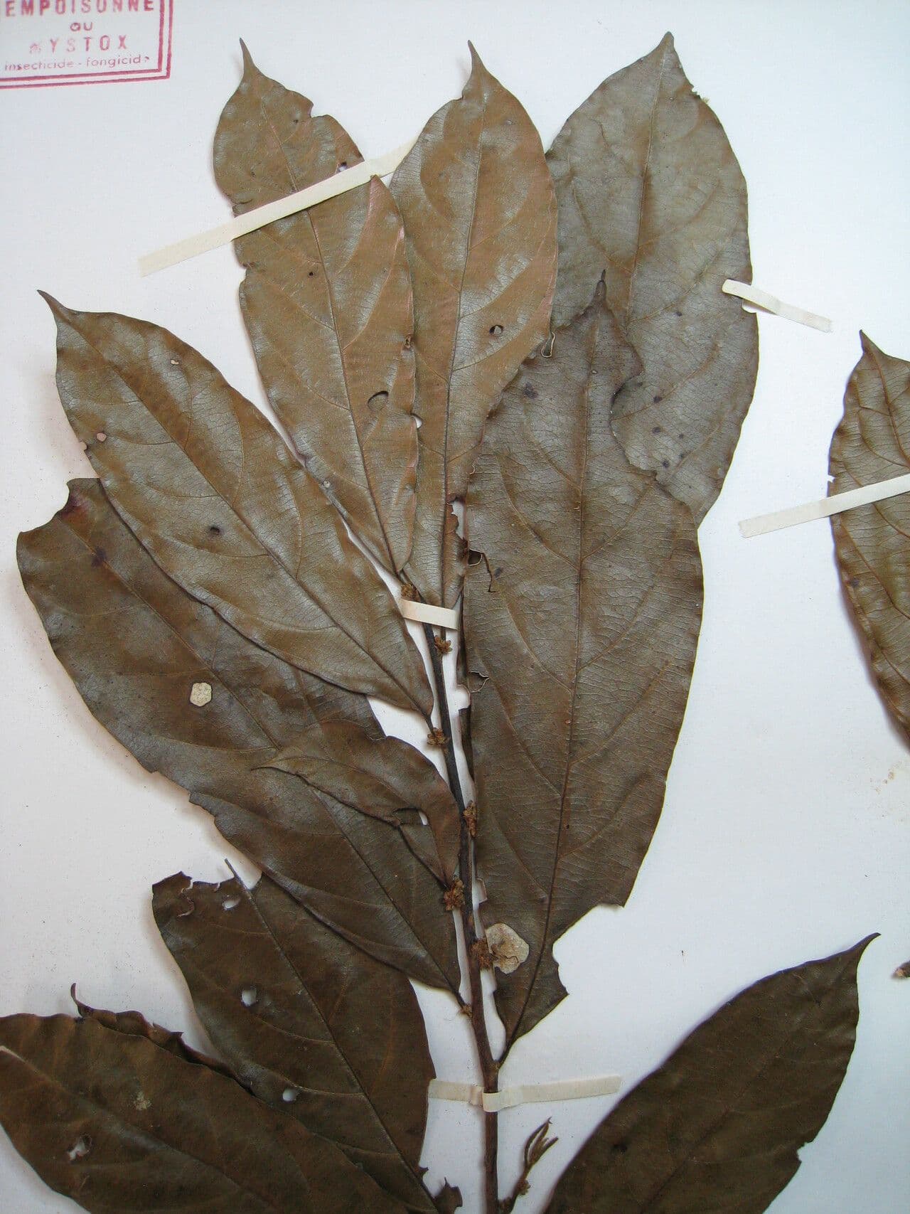 Casearia 5