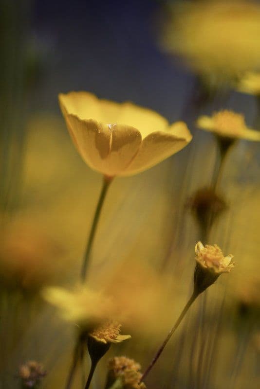Eschscholzia 2