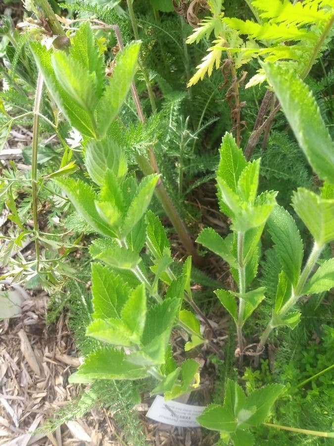 Verbena estricta 16