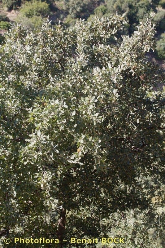 Valoneiche 7