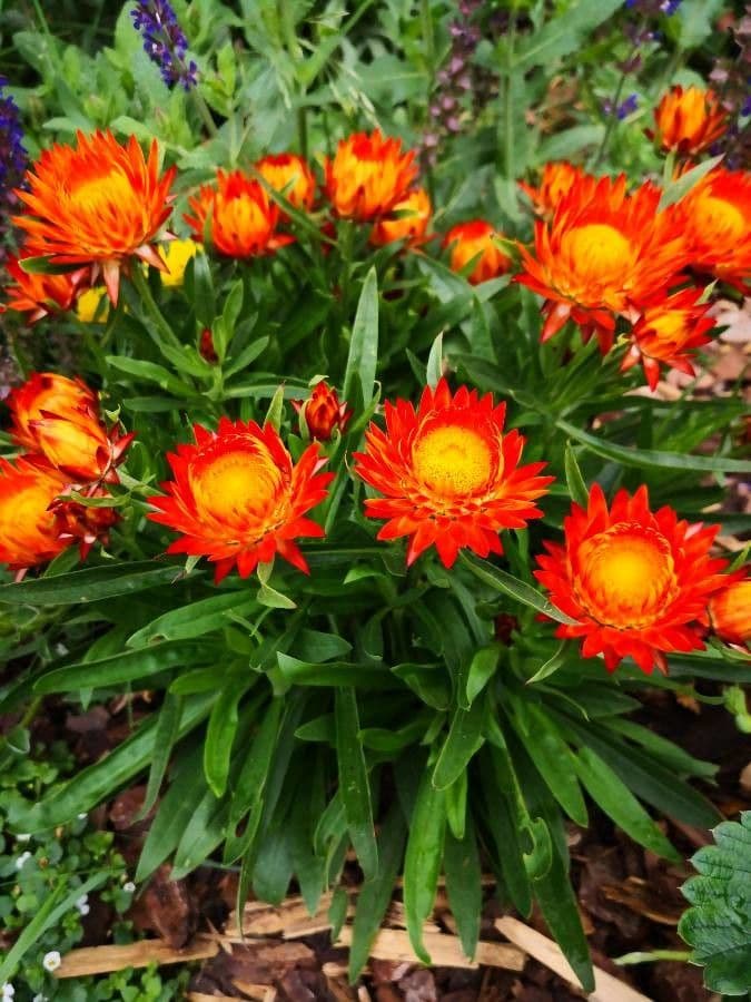 Xerochrysum 13