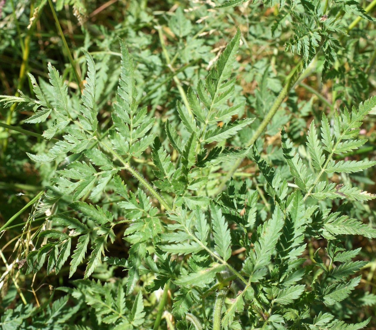 Cerfoglio dorato 17