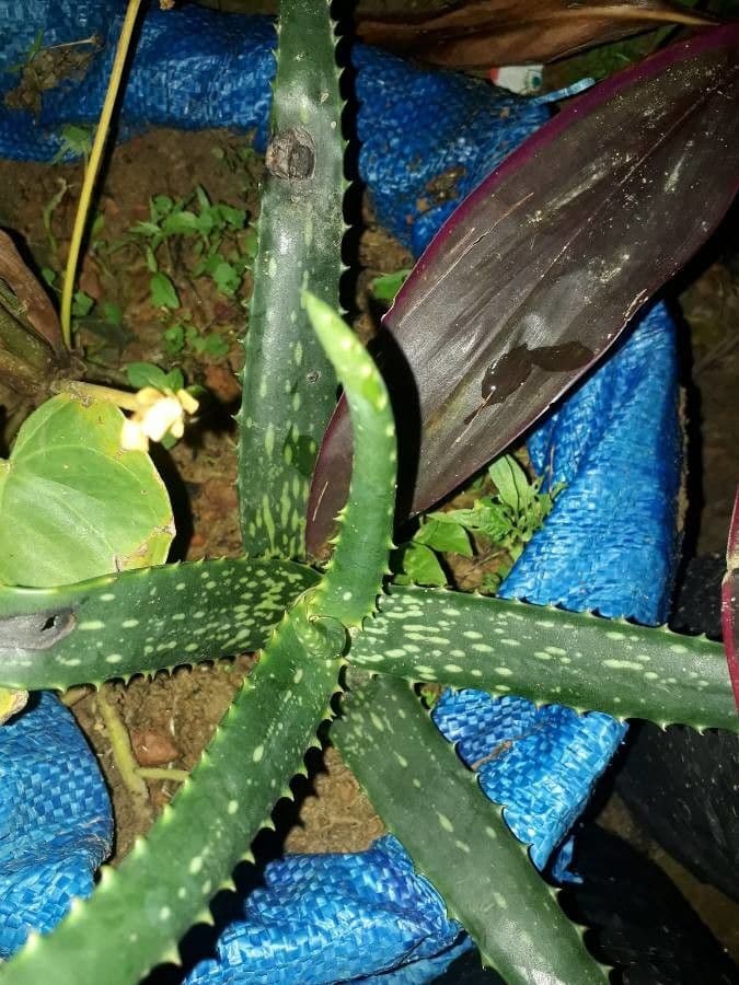 Aloe 9
