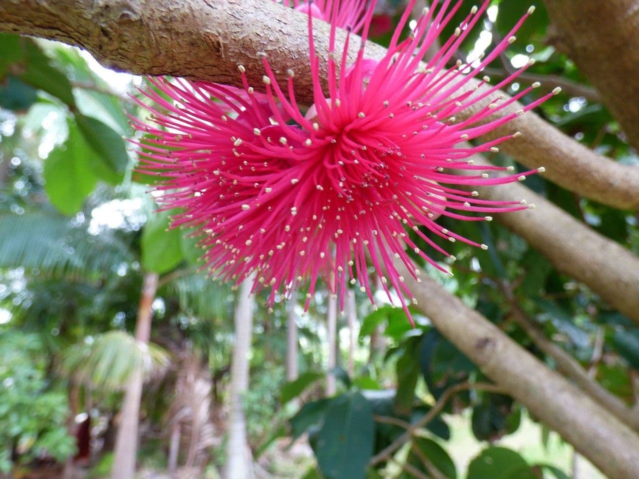Syzygium malaccense 9