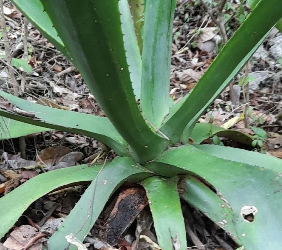 Agave 8