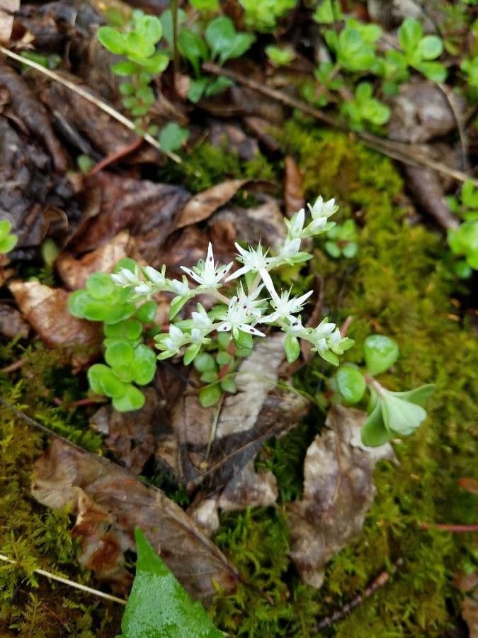 Sedum ternato 3
