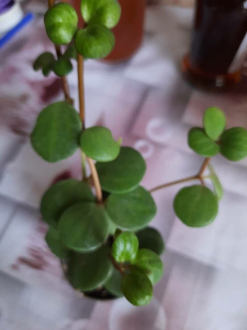 Peperomia 3