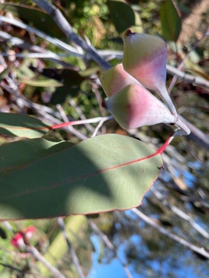 Silberprinzessin-Eukalyptus 4