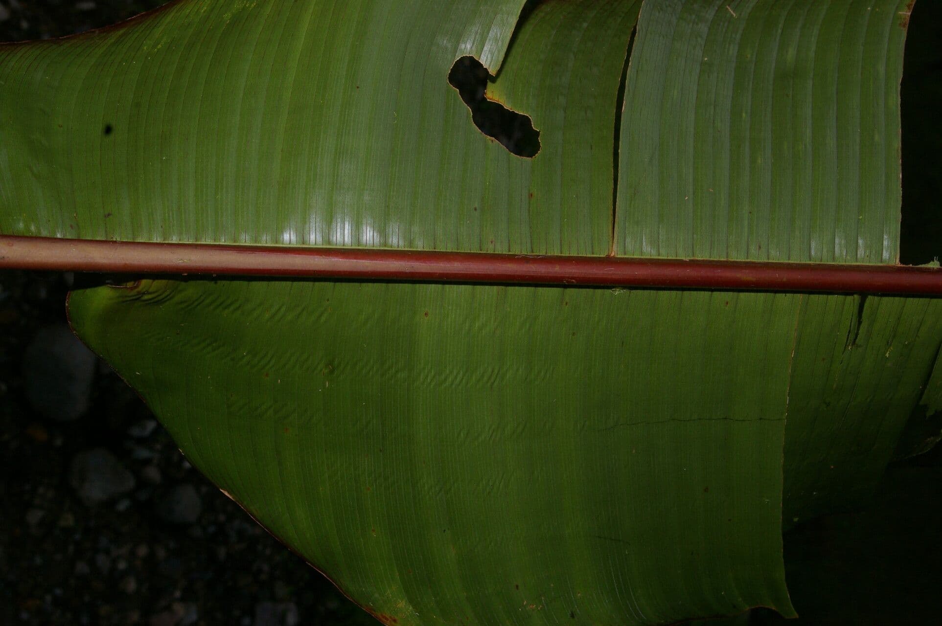 Heliconia di Lankester 7