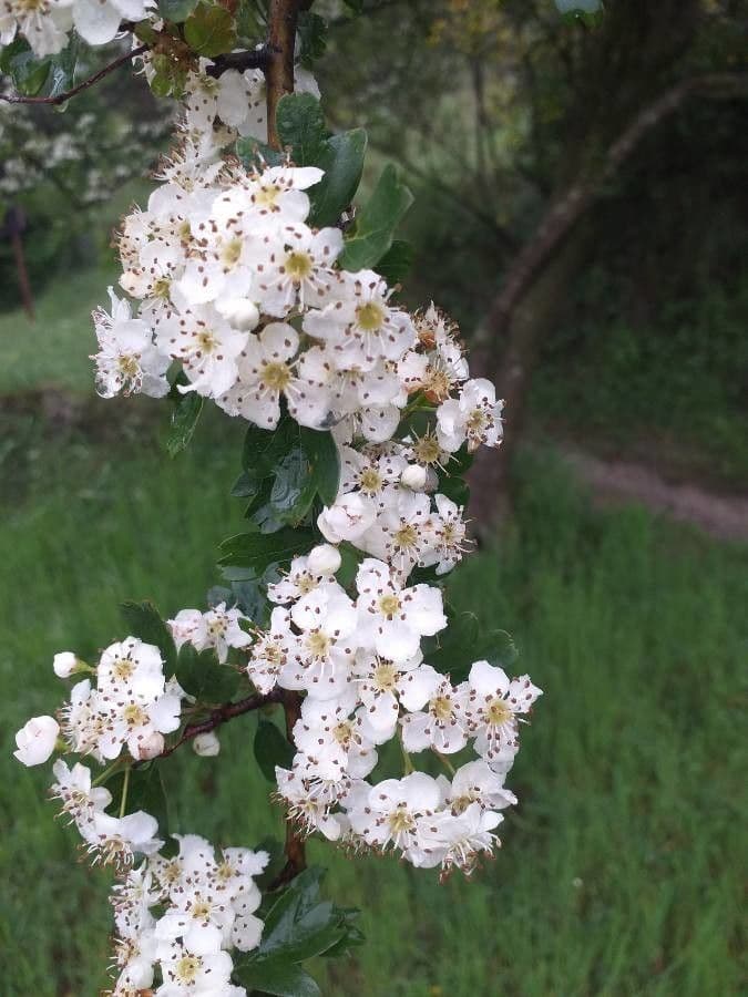 Azzarola 7