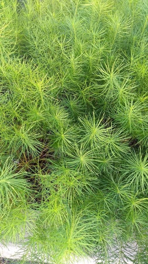 Amsonia 15
