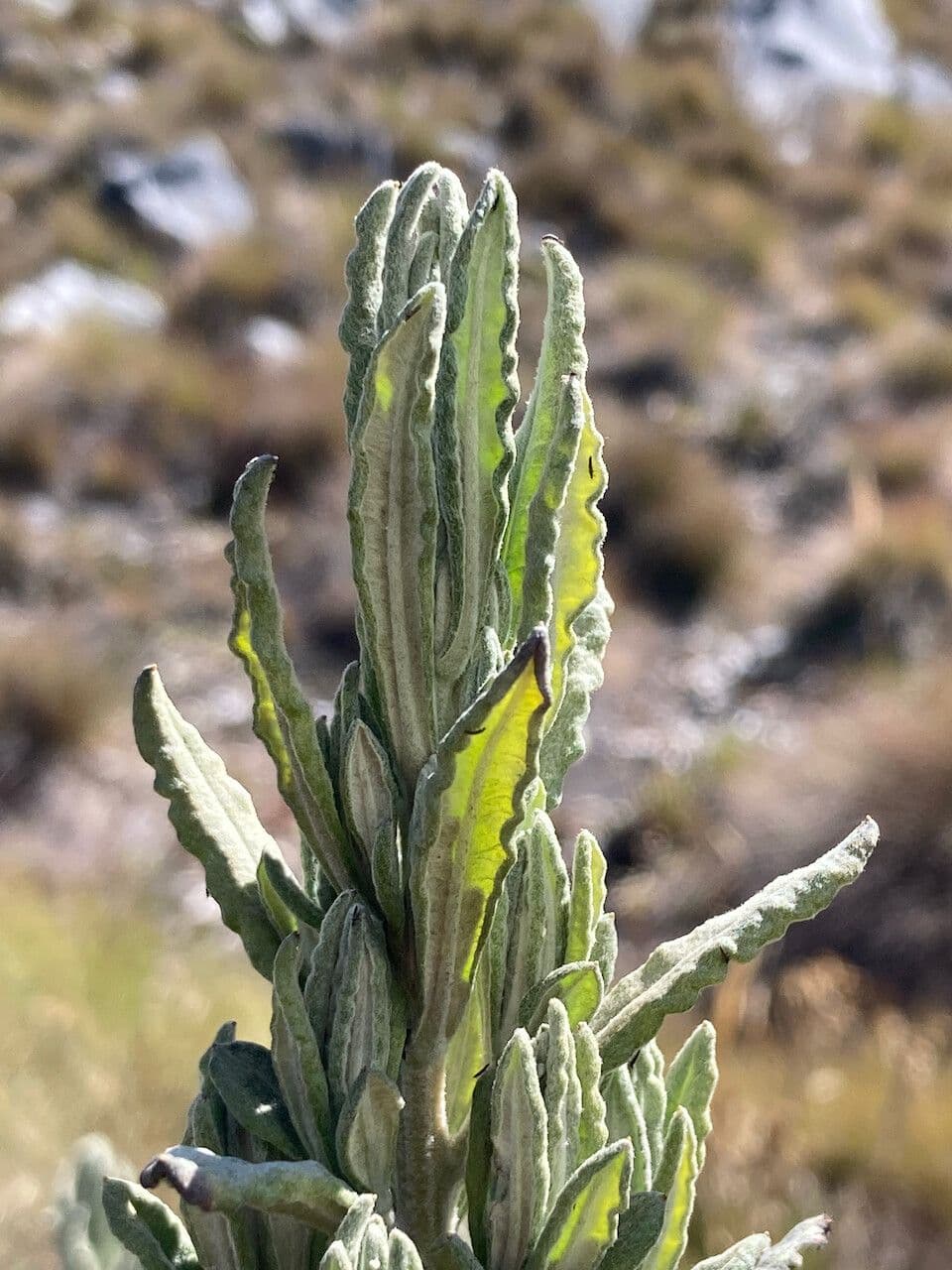 Linochilus 7