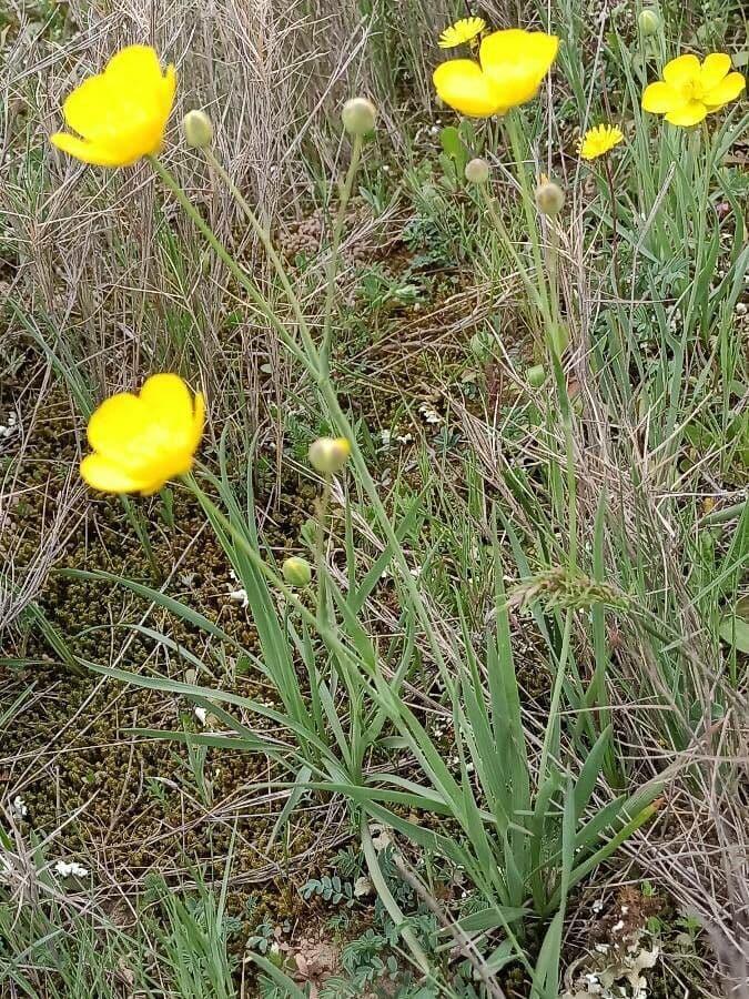 Ranunculus gramineus 16