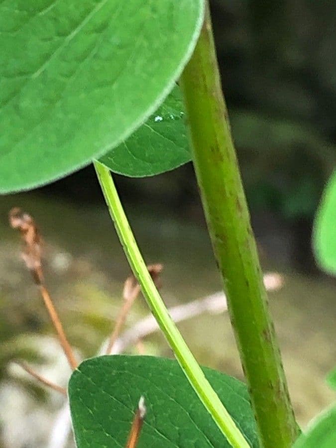 Millepertuis maculé 25