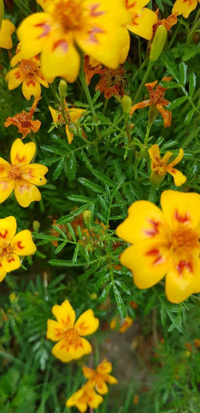Schmalblättrige Studentenblume 18