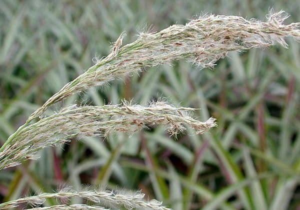 Sourgrass 6