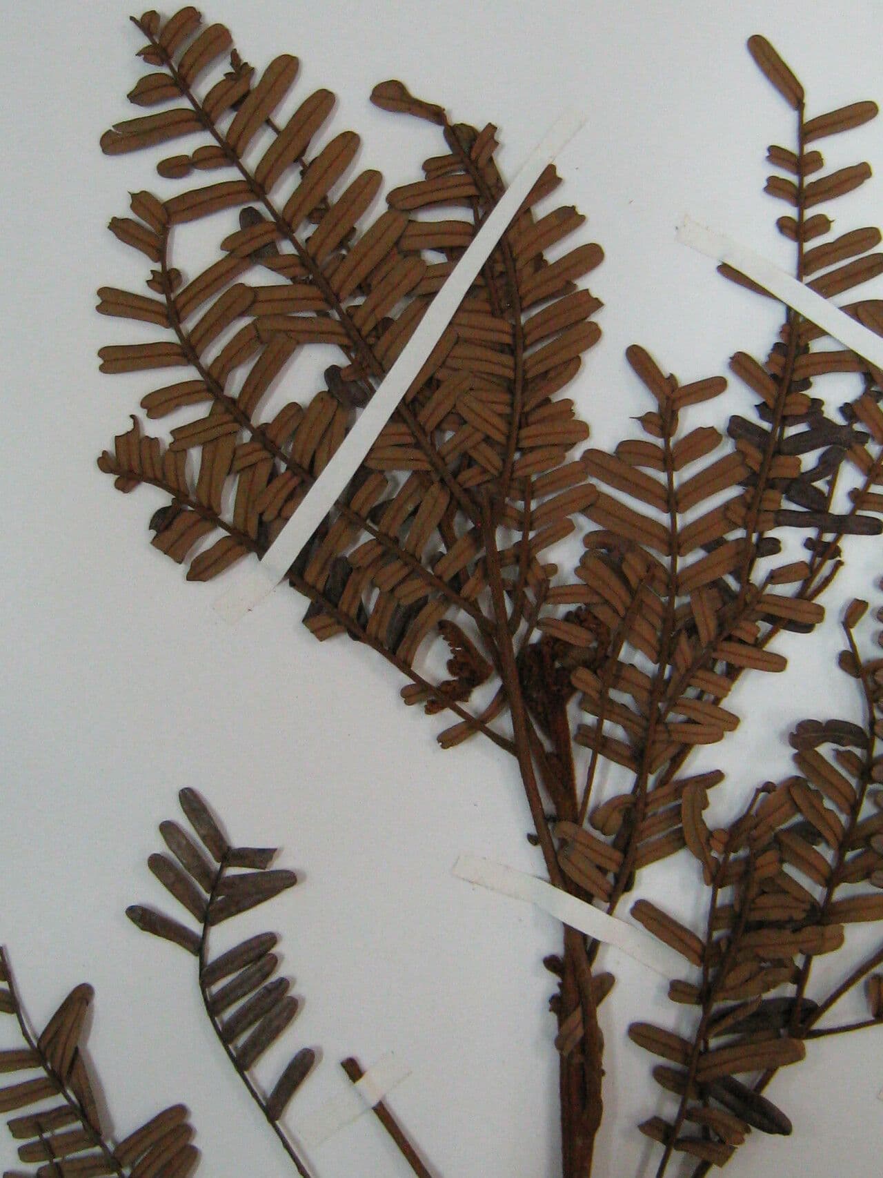 Dimorphandra 4
