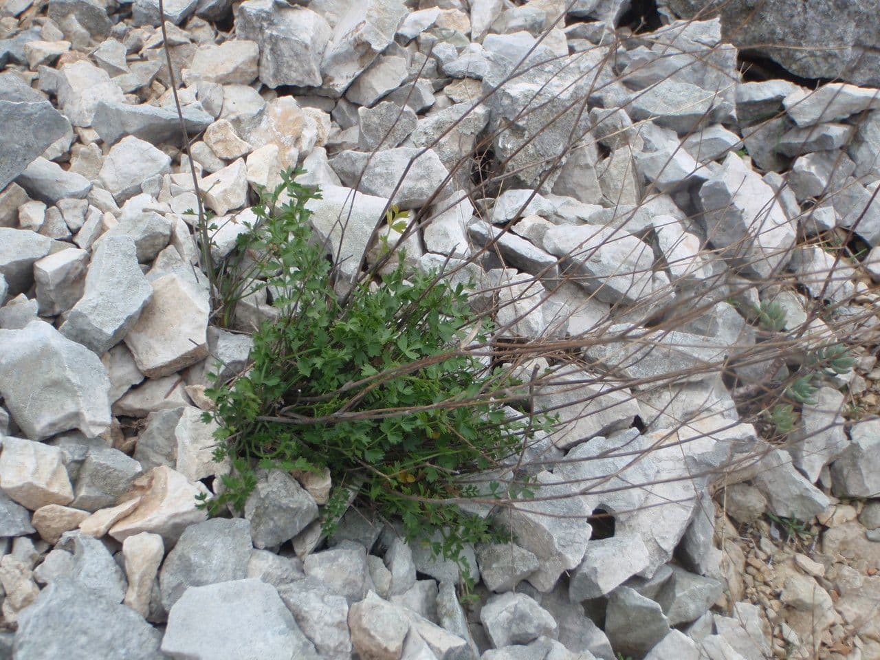 Pimpinella tragium 13