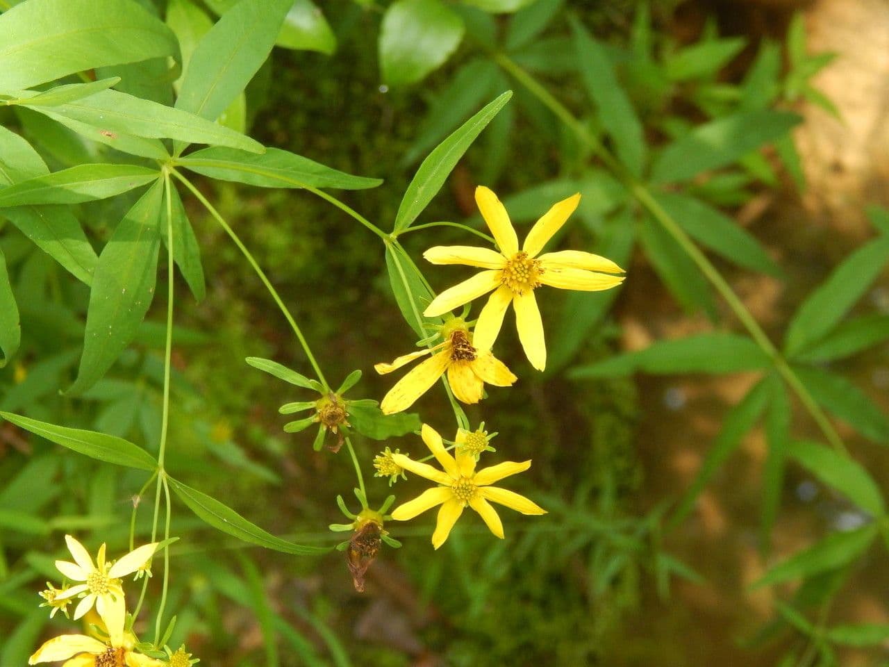 Coreopsis mayor 10