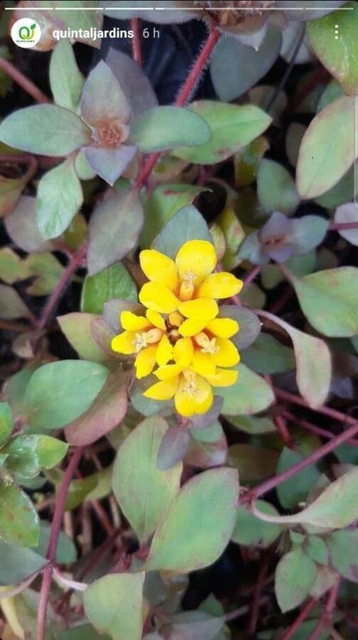 Lysimachia congestiflora 2