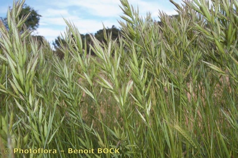 Brome lancéolé 13