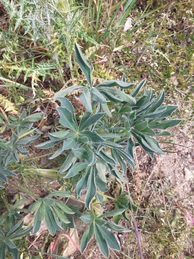 Gelbe Lupine 16