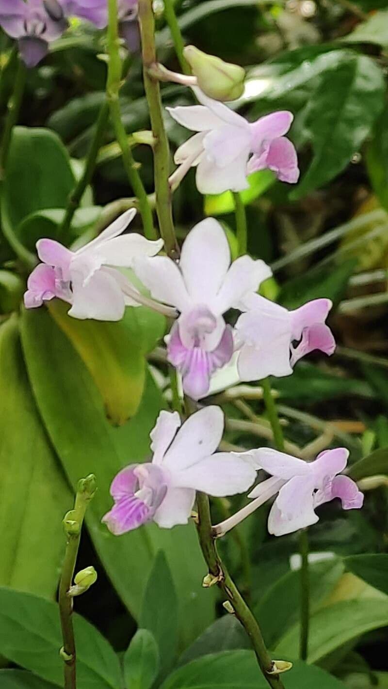 Phalaenopsis 2