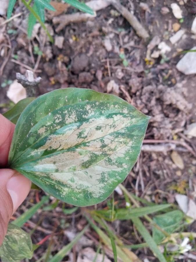 Trillium cuneatum 11